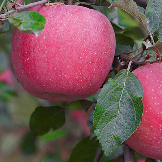 【快递停发，2月26日陆续发货】   【山东·烟台】正宗红富士苹果 2024年果 新鲜脆甜 富士苹果 商品图4