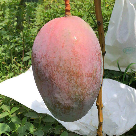 【新品上市】夏季爆款 正宗四川攀枝花凯特芒 大脸芒 新鲜水果纯甜大青芒果 商品图3
