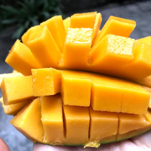 【新品上市】夏季爆款 正宗四川攀枝花凯特芒 大脸芒 新鲜水果纯甜大青芒果 商品图4