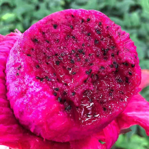 贵州绿色有机红心火龙果5斤装 外形娇艳 果肉鲜嫩可口, 口口香甜,品的