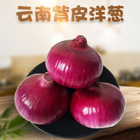 现挖云南紫皮洋葱 新鲜洋葱头 5斤/9斤 农家当季蔬菜红皮小圆葱