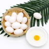 鸽子蛋【现下现发，保证新鲜，纯粮喂养，放心宝宝蛋】 商品缩略图1