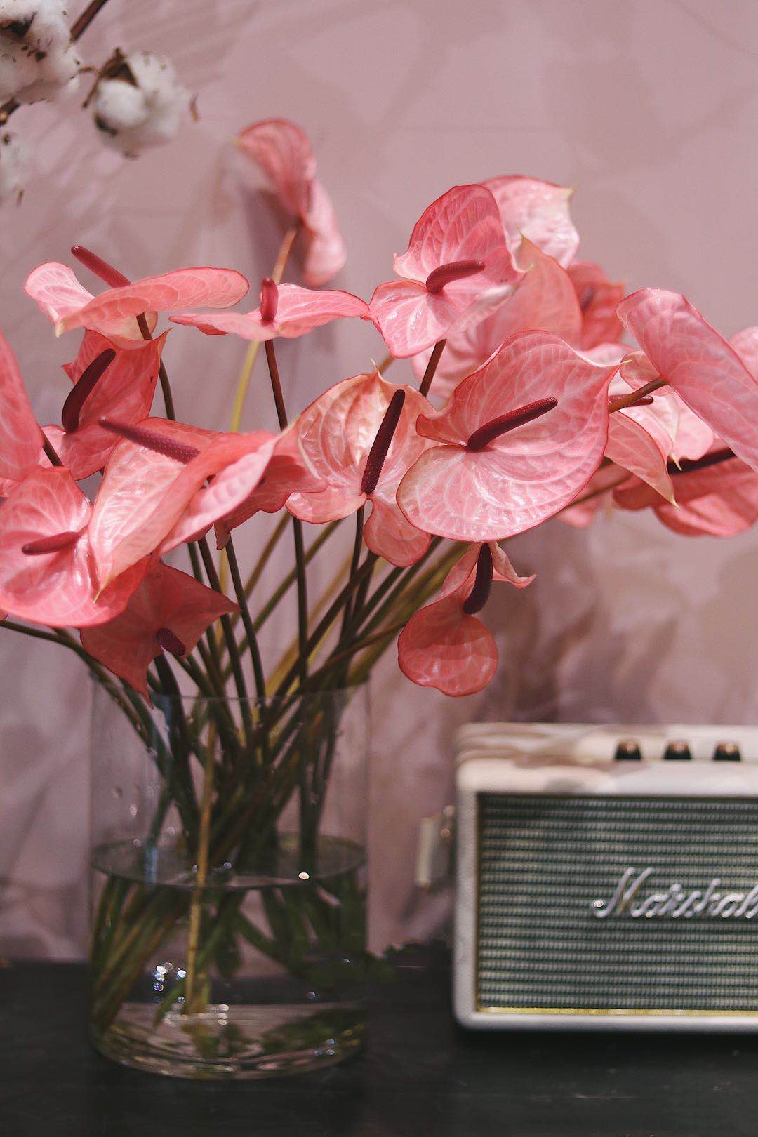 【周四团购】5枝荷冠水蜜桃色掌69.8元 2人拼团