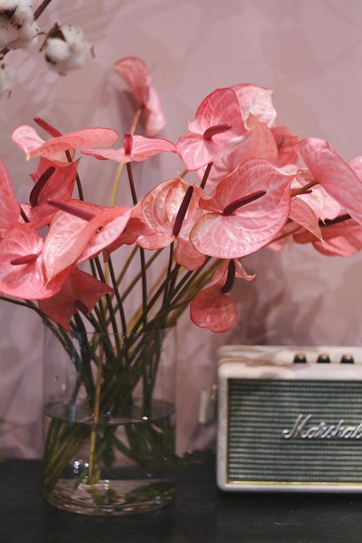 【周四团购】5枝荷冠水蜜桃色掌69.8元 2人拼团 商品图0