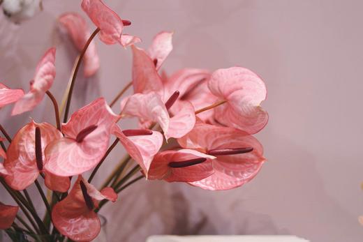 【周四团购】5枝荷冠水蜜桃色掌69.8元 2人拼团 商品图1