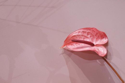 【周四团购】5枝荷冠水蜜桃色掌69.8元 2人拼团 商品图2