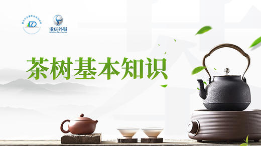 第4节课-茶树基本知识 商品图0