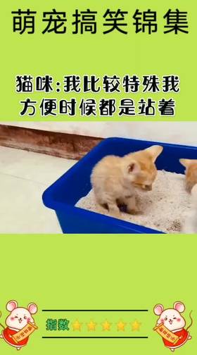 猫咪：我比较特殊我方便的时候都是站着