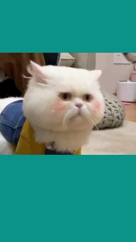 两个憨憨的花絮第二弹 商品图0