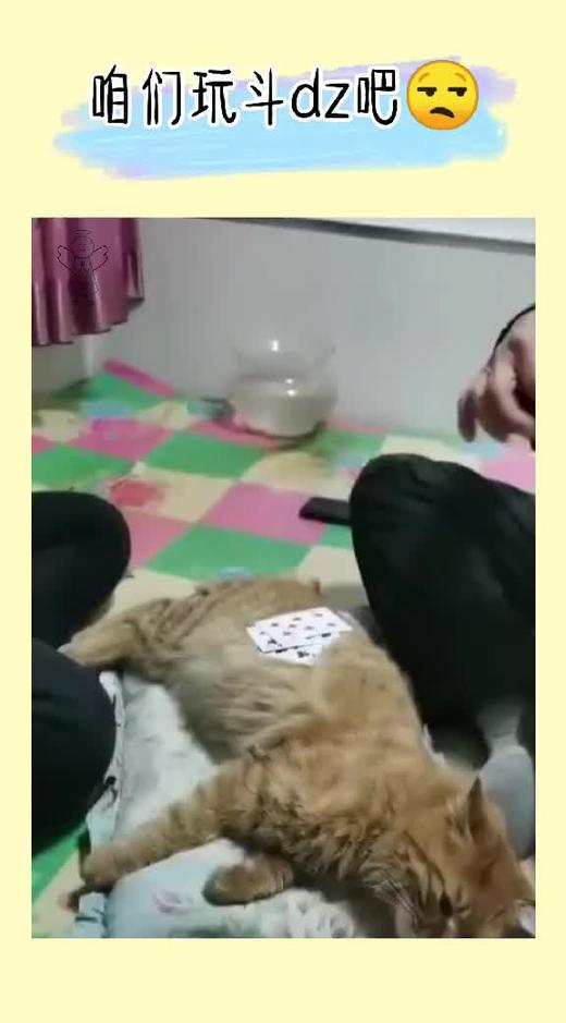 猫生太苦了，咱们玩儿斗地主吧 商品图0