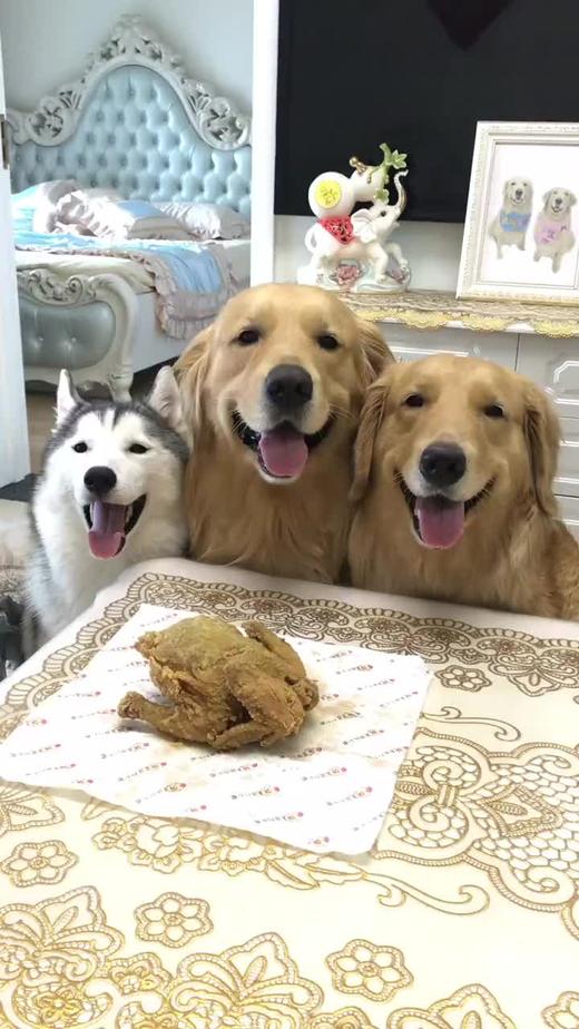 主人不在，狗狗会不会偷吃 商品图0