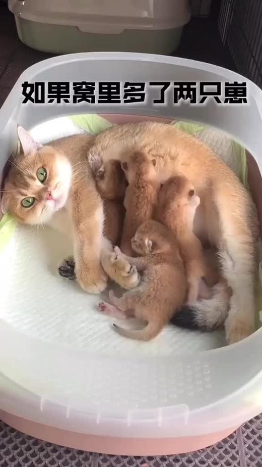 猫与猫与猫与猫 商品图0