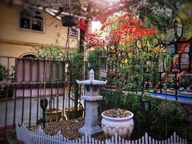 阳光下的花花草草