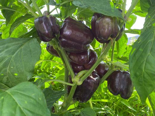 紫椒基地新品种