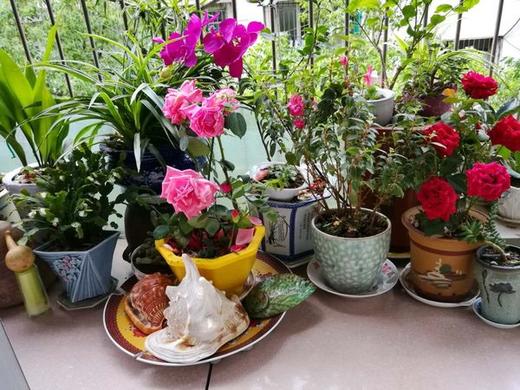 阳台美之韵 商品图0