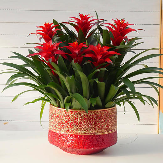 鸿运当头盆栽客厅室内礼品元旦年宵新年送开业开张乔迁生日贺寿(高约