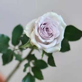 【福利秒杀】南粤推荐海洋之谜，20支/扎，B级