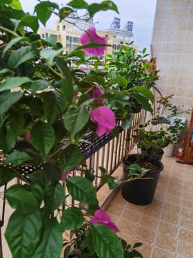 立体养花的小阳台