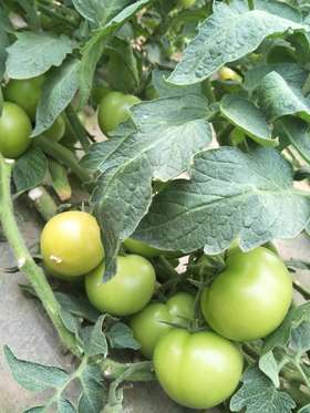 蔬菜雨后应急管理措施