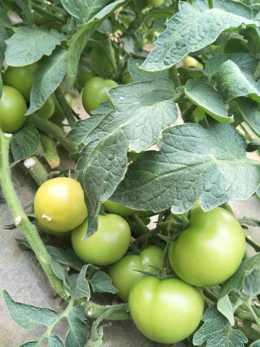 蔬菜雨后应急管理措施 商品图0