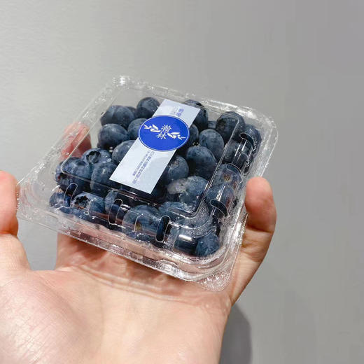 智利都克蓝莓是公爵图片