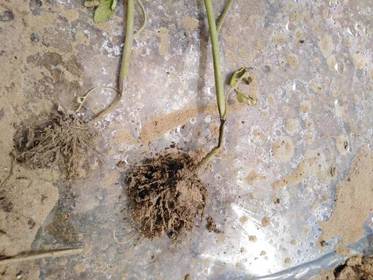 蔬菜定植后死苗原因及防治