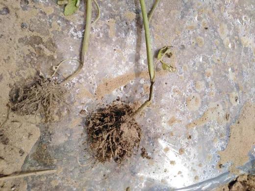 蔬菜定植后死苗原因及防治 商品图0