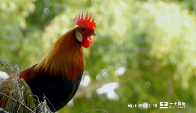 孵小鸡课程先导视频