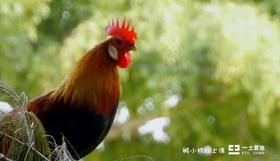 孵小鸡课程先导视频