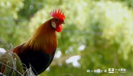 孵小鸡课程先导视频 商品图0