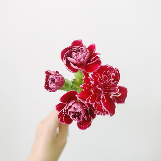 偷走了青丝,留住你】简小姐精选稀有复古油画质感多头康乃馨 哥伦比亚