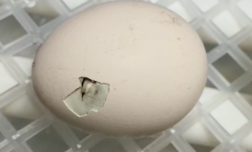 线上小鸡课-小鸡破壳全过程