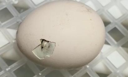 线上小鸡课-小鸡破壳全过程 商品图0