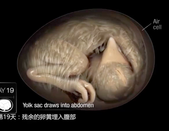 线上孵小鸡课程-21天孵化动画图解