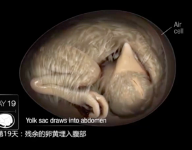 线上孵小鸡课程-21天孵化动画图解