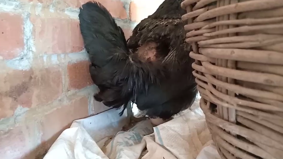 线上孵小鸡课程-母鸡下蛋的过程