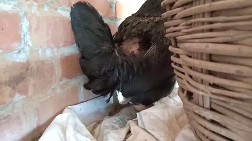 线上孵小鸡课程-母鸡下蛋的过程 商品图0