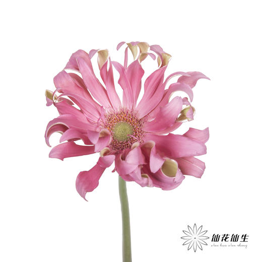 非洲菊 | 北海道 商品图0