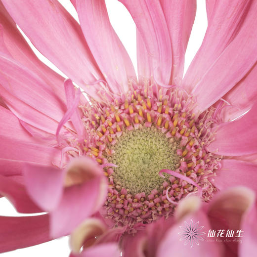 非洲菊 | 北海道 商品图3