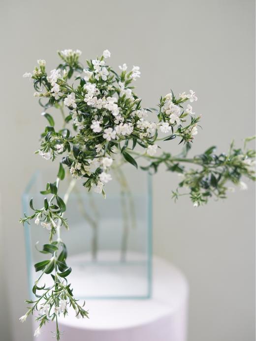 【周四团购】白色青梅一把29.9元 2人拼团 商品图0