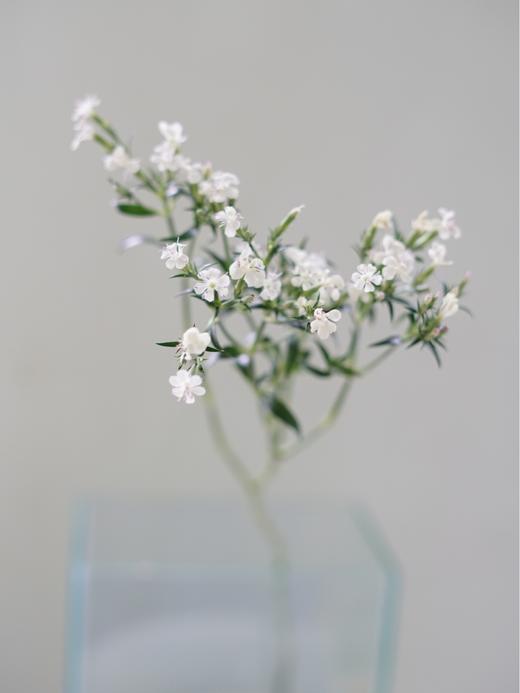 【周四团购】白色青梅一把29.9元 2人拼团 商品图1