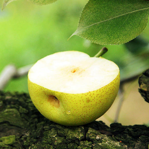 安徽砀山青梨5斤|长树上的天然小甜水,汁甜酥脆