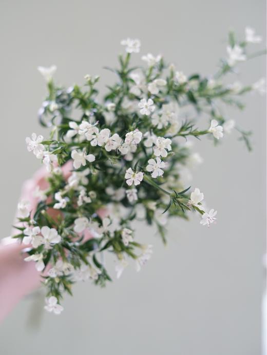 【周四团购】白色青梅一把29.9元 2人拼团 商品图3