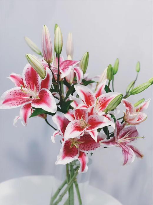 【周四团购】5枝黑美人百合59.9元 2人拼团 商品图1