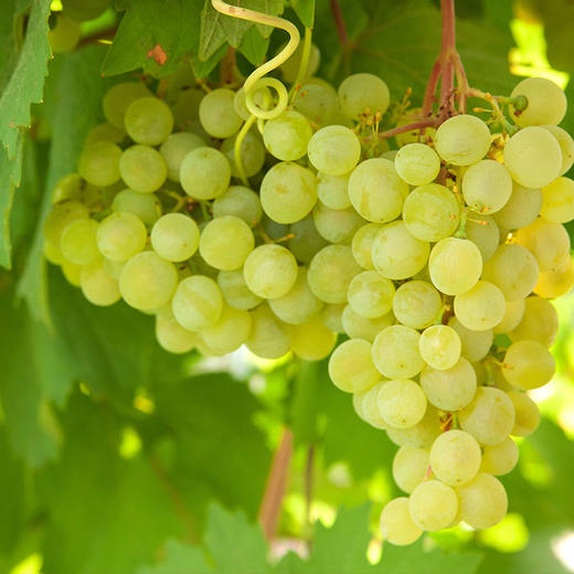 【新疆 无核白葡萄】4斤装 特甜 新疆吐鲁番葡萄沟 香甜脆爽 顺丰包邮