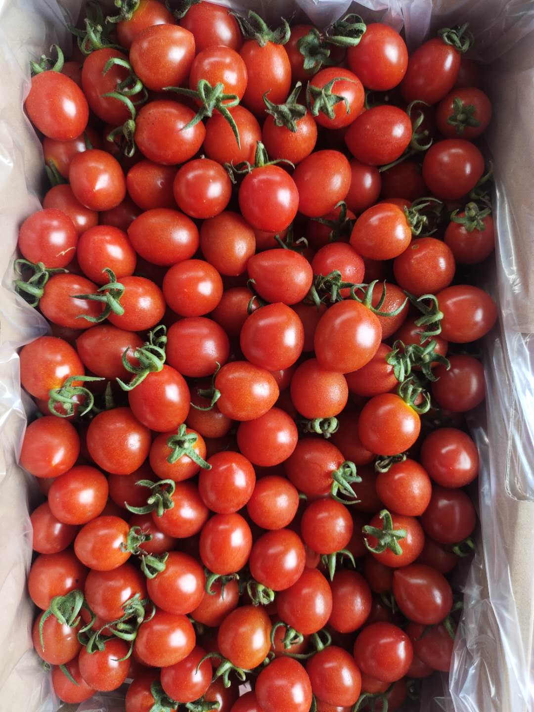 釜山88玲珑小番茄一口爆汁好吃停不下来皮薄多汁脆甜爽口番茄味道浓郁