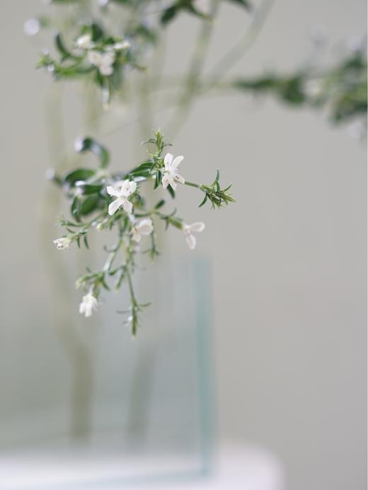 【周四团购】白色青梅一把29.9元 2人拼团 商品图2