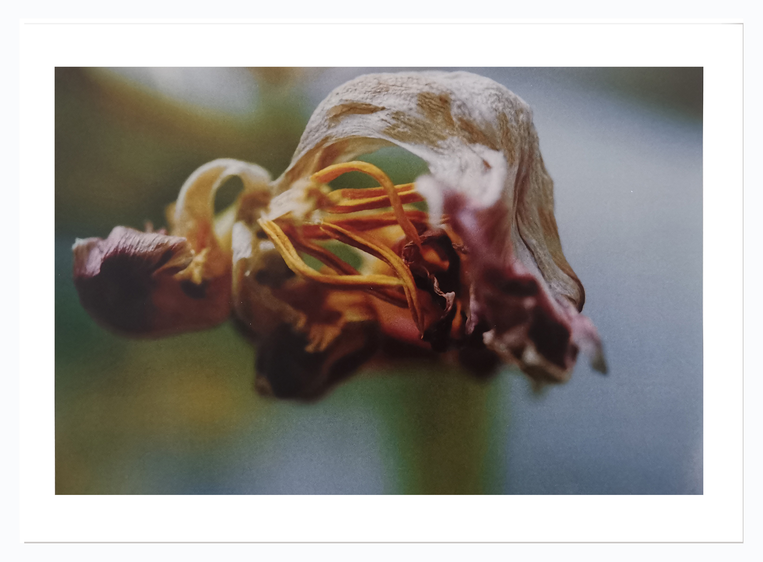 王小慧花之灵摄影装饰画 005