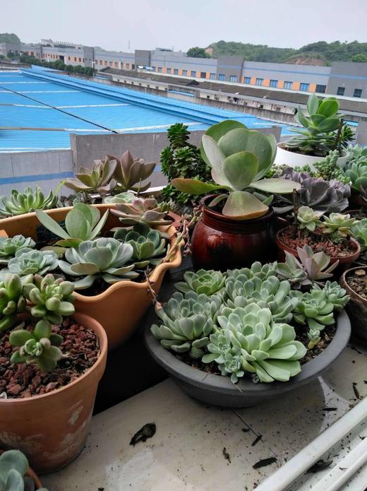 我家的花花草草 商品图0