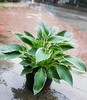 一盆绿植 商品缩略图0